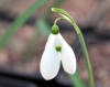 Show product details for Galanthus Bertram Anderson